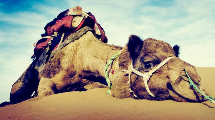 The Straw That Broke the Camel’s Back: The Airlines Have Gone Too Far